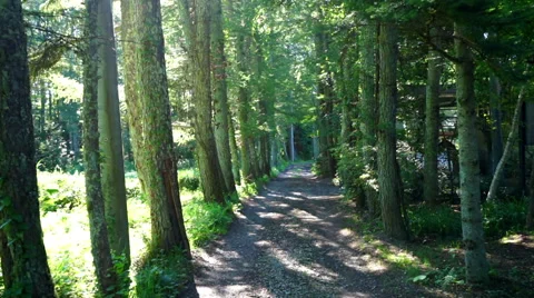 Countryside trail surrounded by trees (slow) Stock Footage 67314946