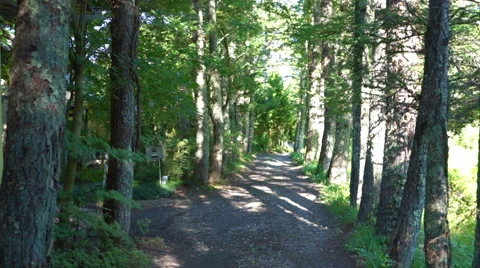 Countryside trail surrounded by trees (slow) Stock Footage 67315002