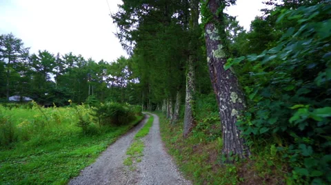 Countryside trail surrounded by trees (slow) Stock Footage 67397216