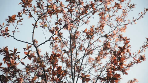 Countryside, tree blossom Stock Footage 39804895