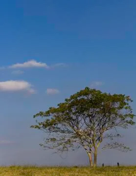 Countryside Tree Stock Photos