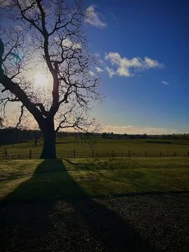 Countryside Tree Stock Photos