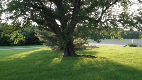 Countryside Tree (TILT SHOT) Stock Footage 111435650