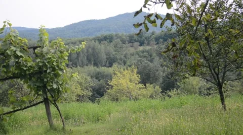 Countryside, trees and high grass Stock Footage 40829094