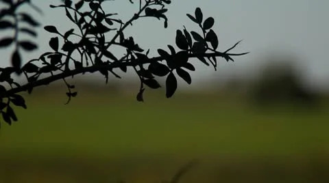 Countryside view-Change  Focus in and out. Stock Footage 10592763