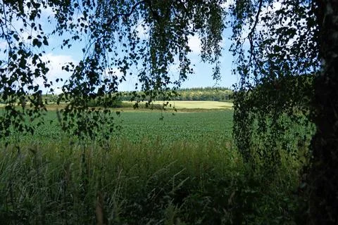 Countryside View Through Tree Canopy to Farming Fields Under Summer Sky Stock Photos