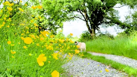 Countryside walking path through wildflowers and green meadow Stock Footage 340528998