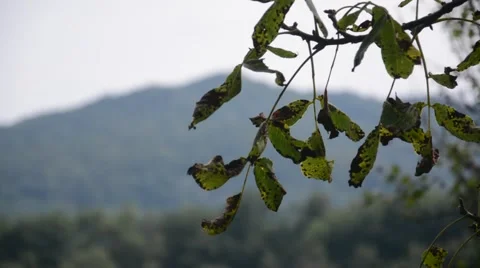Countryside, walnut tree Stock Footage 40829108