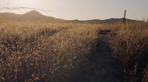 Countryside wheat field Stock Footage 54618681