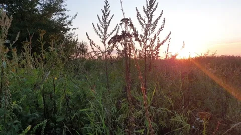 Countryside with wheat fields at sunset Stock Footage 138091814
