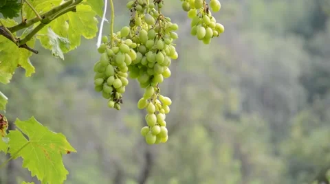 Countryside, white grapes Stock Footage 40829102