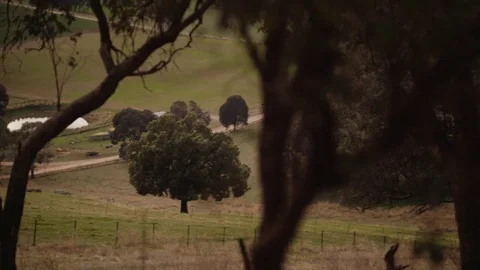 CountryViewWithTrees Stock Footage 75265878