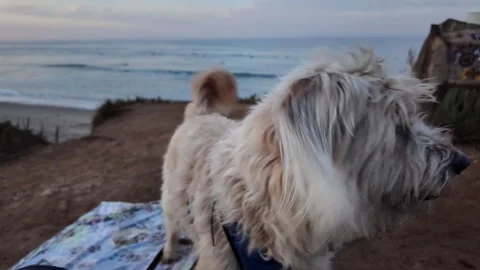 County line CA Surf dog close talking 0114 D Stock-Footage 284277333