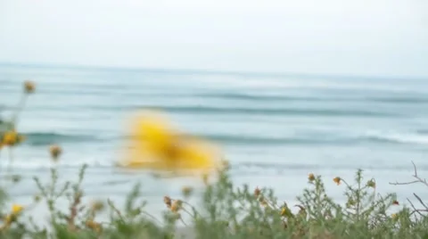 County Line Surf Flower Stock Footage 48292675