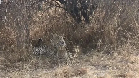 Couple of African leopards mating, Chobe NP, Savuti, Botswana Stock Footage