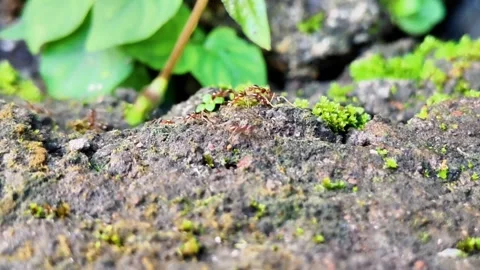 A couple of ants are on a rock Stock Footage 275043586