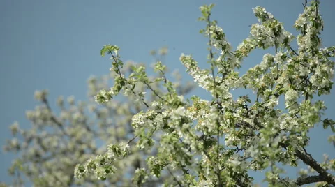 Couple of Apple Trees Blossoming Stock Footage 63613644