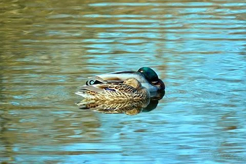Couple of aquatic ducks sleeping in the middle of a lake with their heads h.. Stock Photos