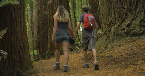 Couple with backpack walk in a forest of tall redwood tree trunks in New Zealand Stock Footage 136746609