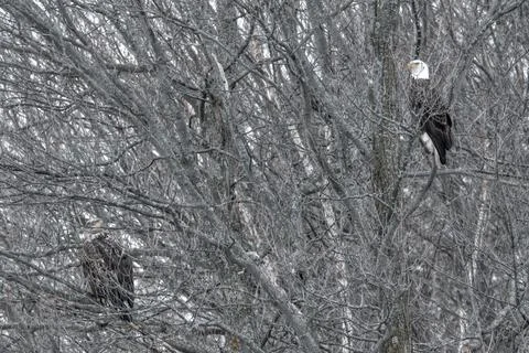 Couple of Bald Eagles perched in tree Stock Photos