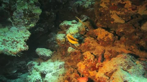 Couple of banner fish and buffer fish under neath the over hang Stockbeeldmateriaal 22642509