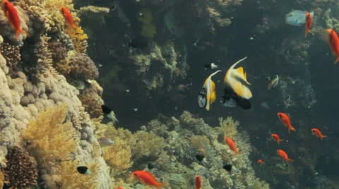 Couple of banner fish at the reef Stock Footage 22716469