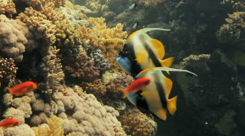 Couple of banner fish at the reef Stock Footage 22716665