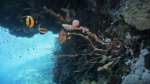 Couple of banner at the reef Stock Footage 22737375