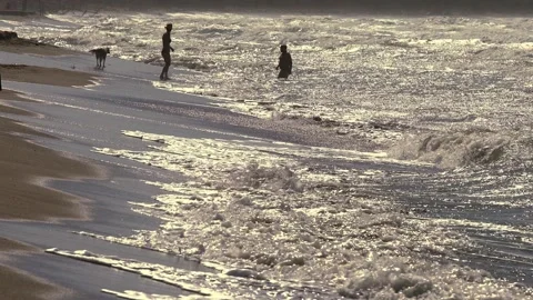 Couple at the beach with the dog for the last baths of the season. Stock Footage 142664584