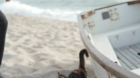 Couple On A Beach Stock Footage 52425000