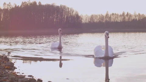 A couple of beautiful swans sailing along the shores of the lake Stock Footage 103371053