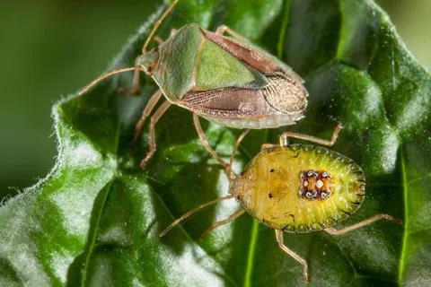 Couple of Bedbug insect on leaf extreme close up photo Stock Photos