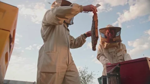 A couple of beekeepers takes out the frame with honey from a bee hive Stock Footage 156844166