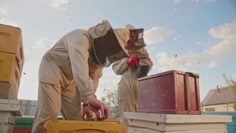 A couple of beekeepers takes out the frame with honey from a bee hive Stock Footage 156844697