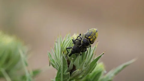 Couple of beetles larinus sturnus copulating on plant flower 스톡 동영상 328643429