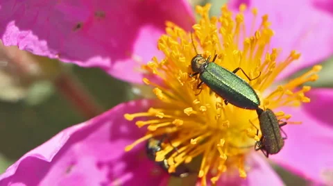 Couple of beetles in spring time 스톡 동영상 4972971