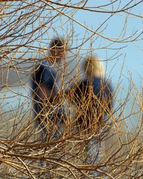 Couple behind willow branches 스톡 사진