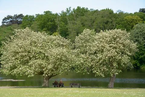 Couple on the bench Stock Photos