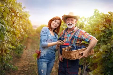 Couple in between rows of vines Stock Photos