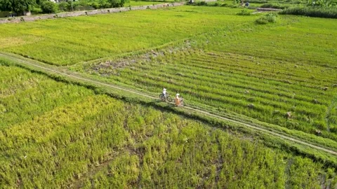 Couple on bicycles on a rice field path, Vietnam. Stock Footage 301466935