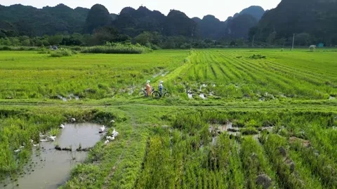 Couple on bicycles on a rice field path, Vietnam. Stock Footage 301466937