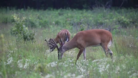 A couple of big bucks roaming through the brush Stock Footage 157570281