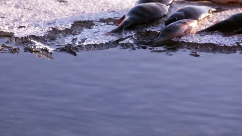 A couple of big perch on floating ice Stock Footage 75306847