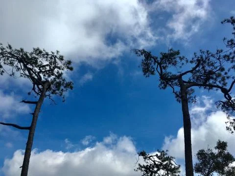 Couple big pine tree on blue sky and cloud Fotos de archivo