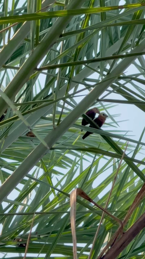 Couple Bird on Date Palm Tree Leaf Stock Footage 339773418