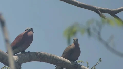Couple Bird Stock Footage 152866385