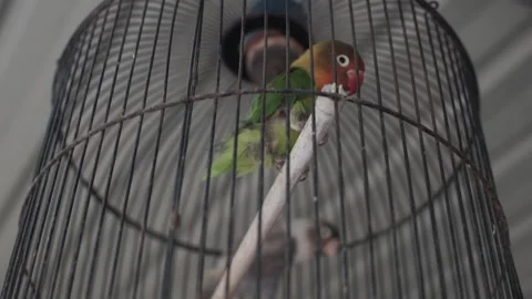 Couple bird Stock Footage 207359914