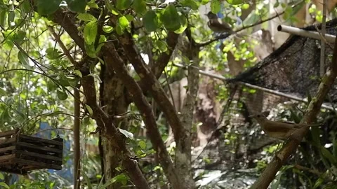 The couple of birds Stock Footage 141388321