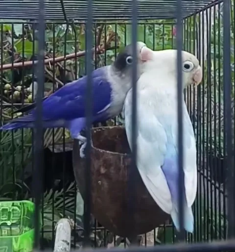 Couple Birds Stock Footage 243619829