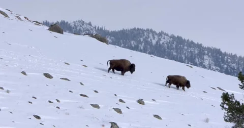 A Couple of Bisons Strolling on the Snow 스톡 동영상 240068518